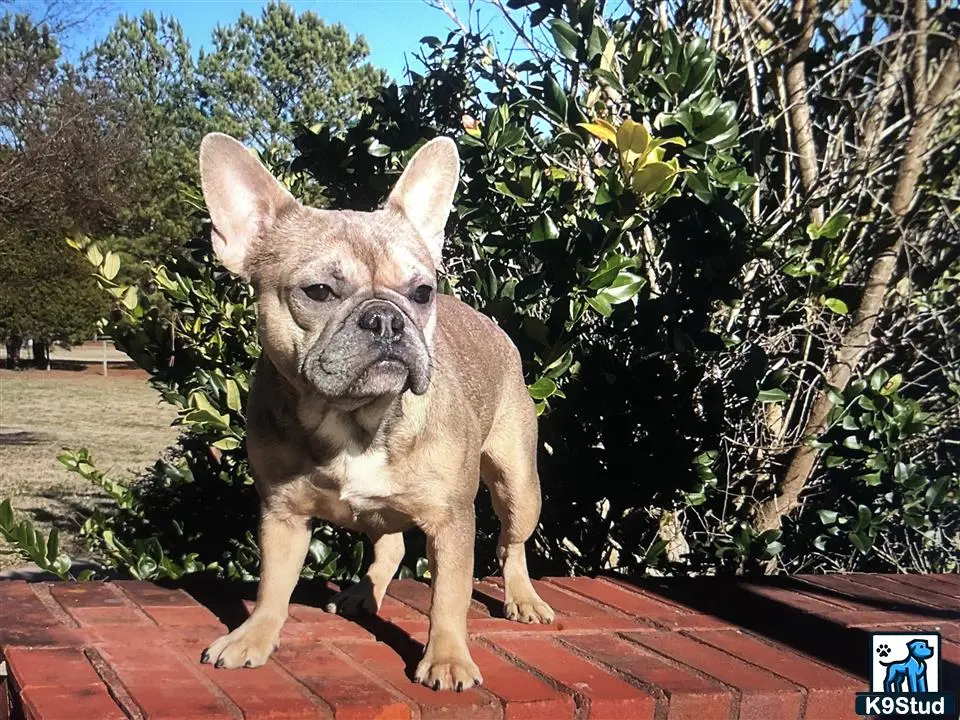 French Bulldog